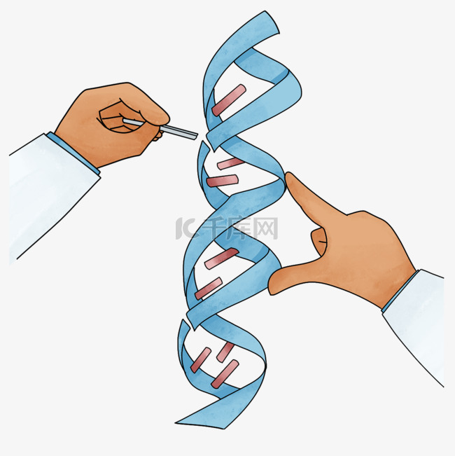 基因中的遗传学密码