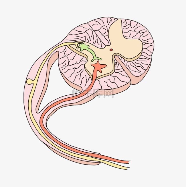 神经病学反射弧神经系统插画