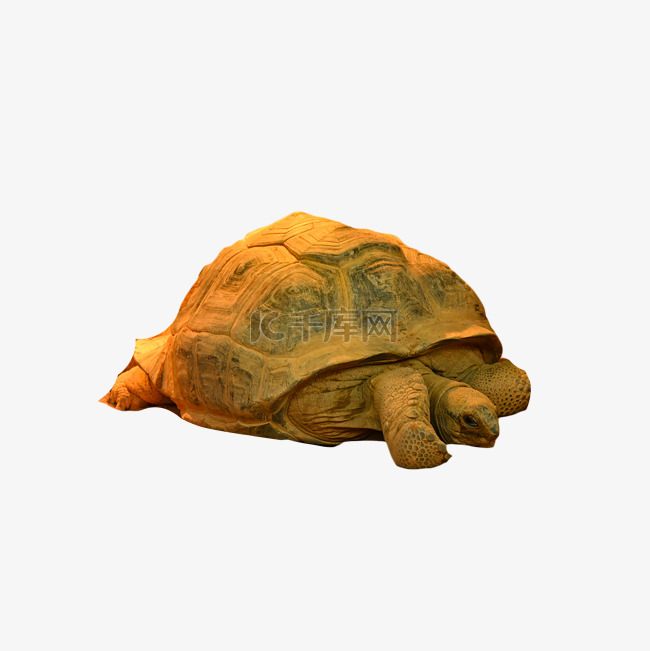 亚达伯拉象龟体型野生陆地