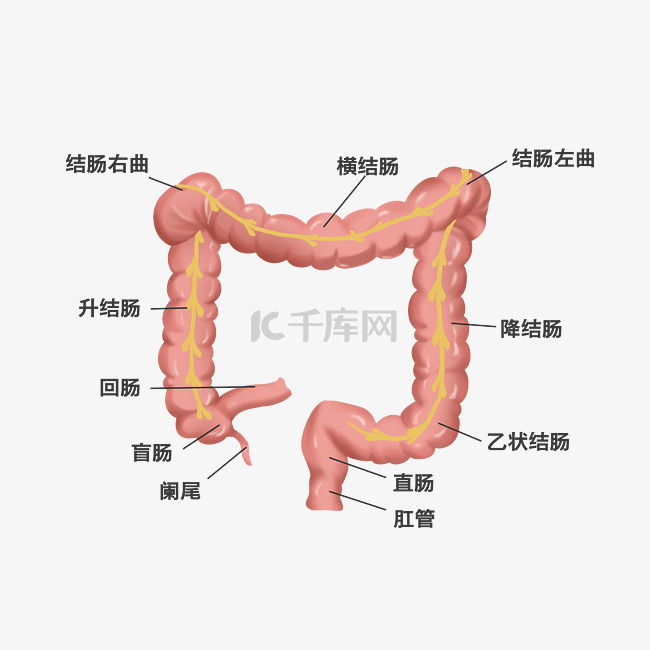 医疗人体组织器官大肠盲肠阑尾局