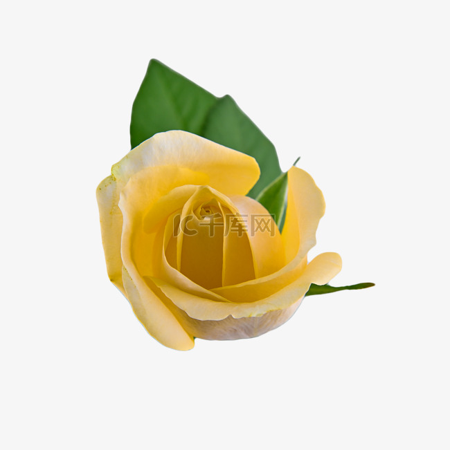 黄色玫瑰摄影图玫瑰爱情