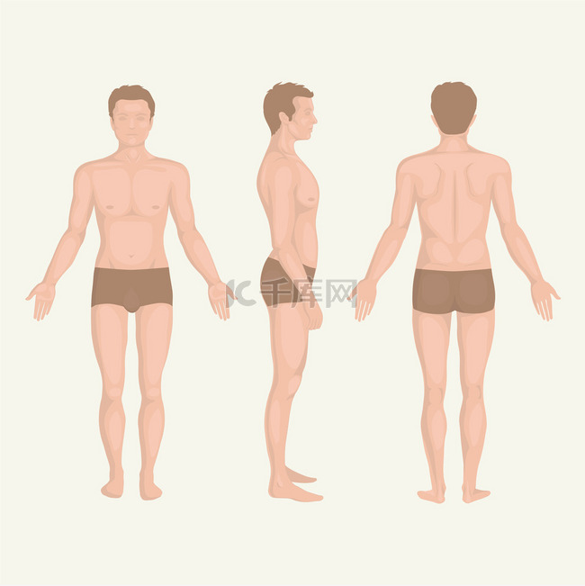 man body anatom