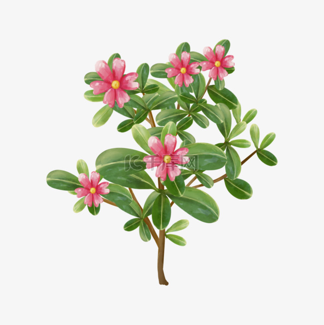 水彩树木植物马齿苋红花