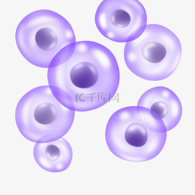 球形细胞圆形膜细胞紫色透明微观