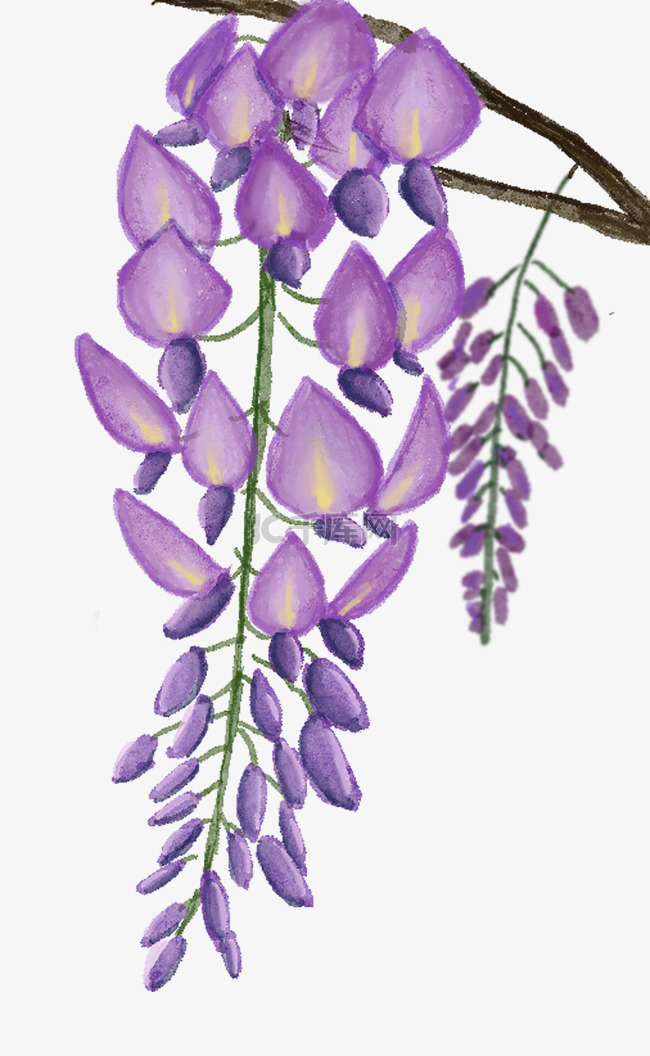 紫色水彩花朵紫藤