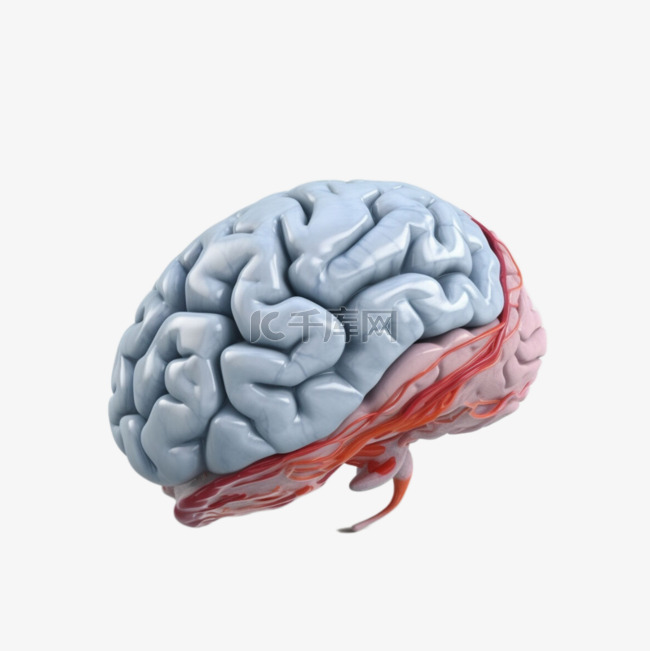 人体大脑结构组织医疗医学