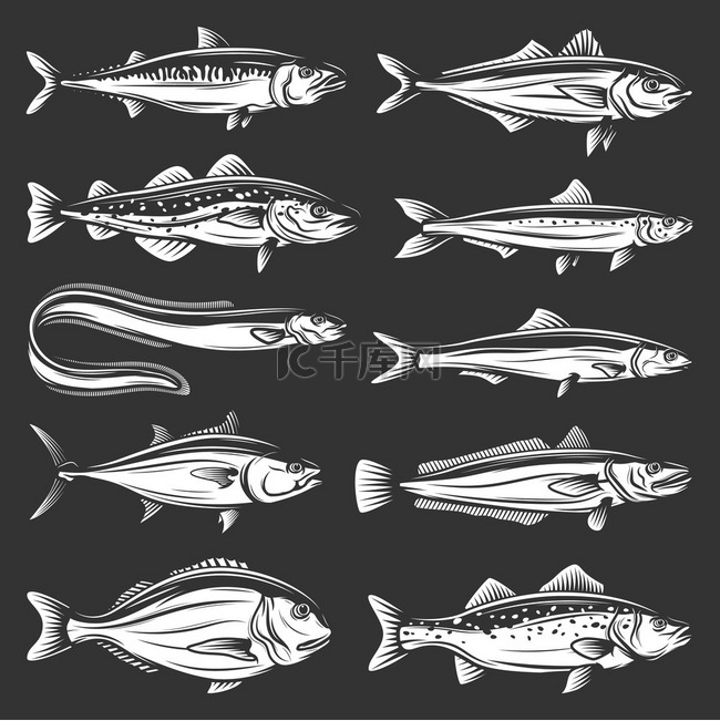 海鱼图标的海鲜动物矢量设计金枪