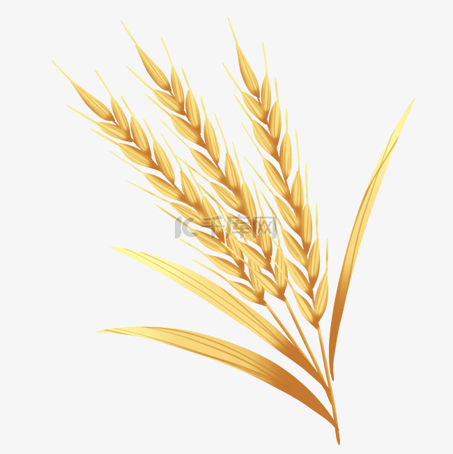 成熟金色麦子麦穗