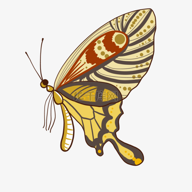 黄色斑斓的多彩大蝴蝶