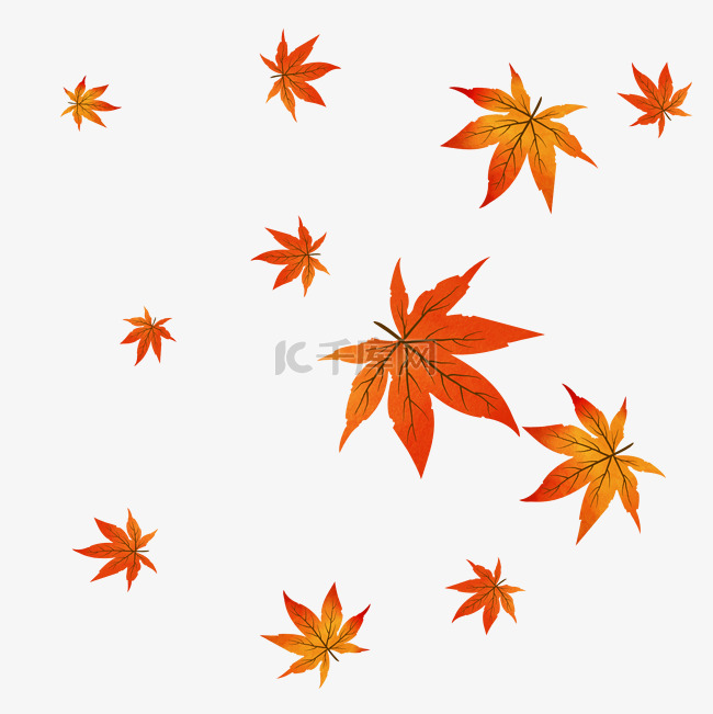 秋天漂浮枫叶落叶