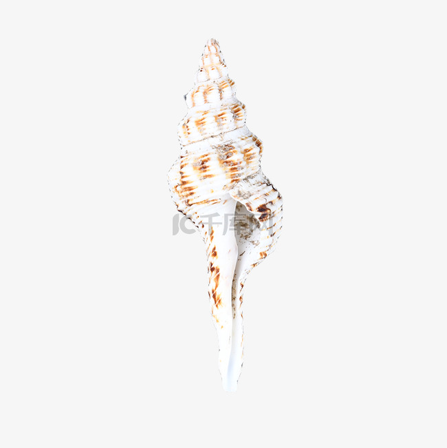 摄影图动物沙滩海螺