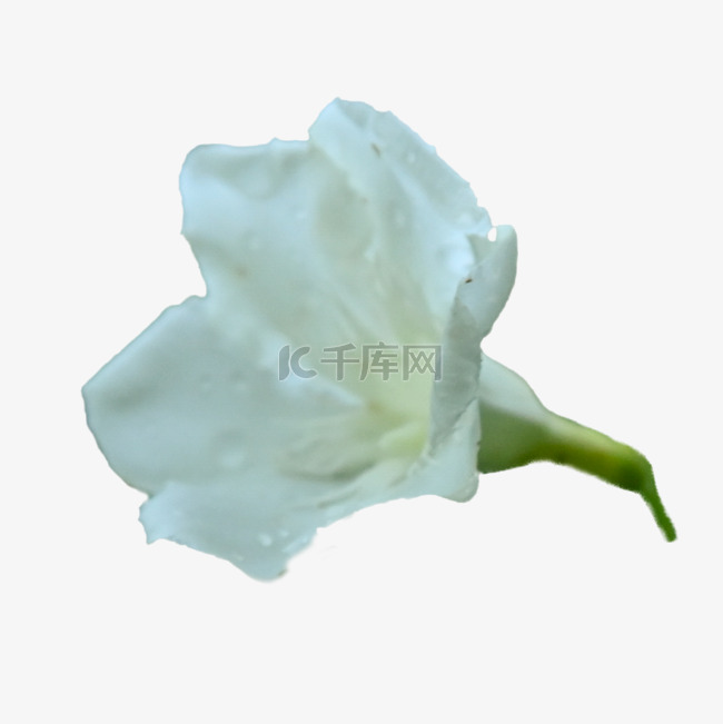 夹竹桃白色植物自然