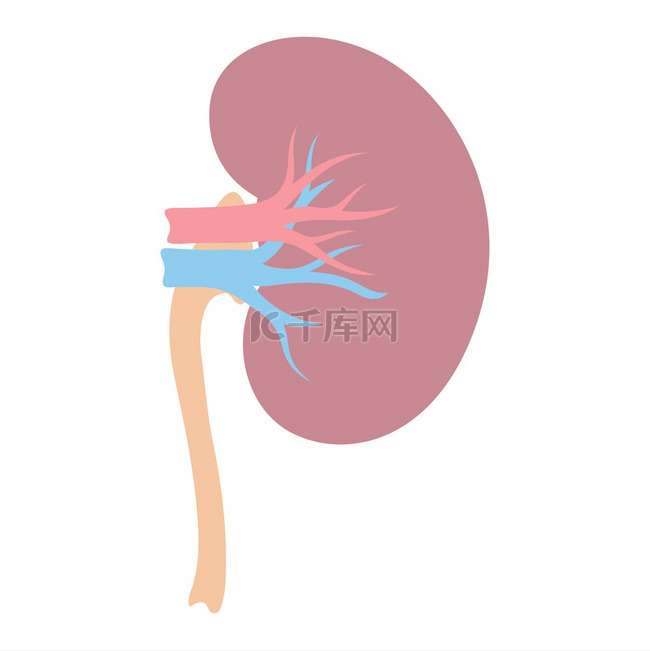 肾脏内部器官的插图人体解剖学医