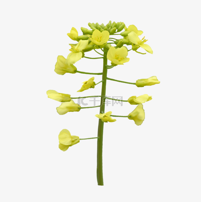黄色油菜花作物叶子特写