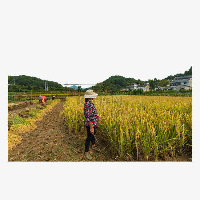 乡村村姑人物秋天稻子风景