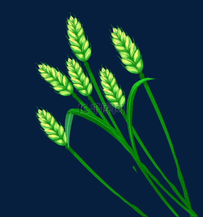 麦穗小麦丰收小满