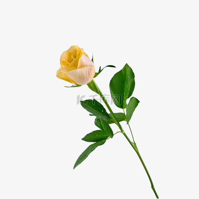黄色玫瑰爱情玫瑰颜色