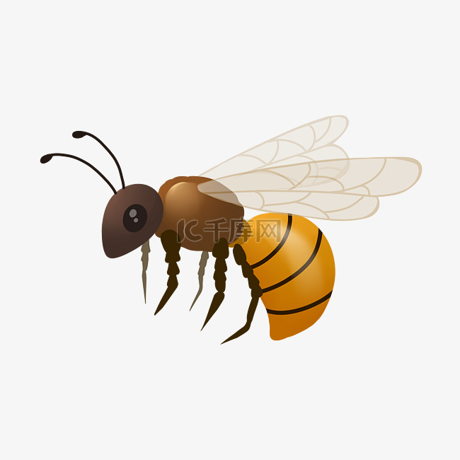 黄色蜜蜂昆虫