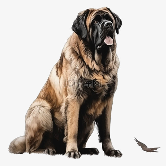 猛犬拍摄素材网站_猛犬图片名大全及图片大全