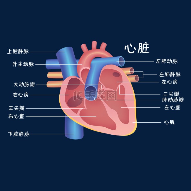 医疗医学人体器官组织心脏示意图