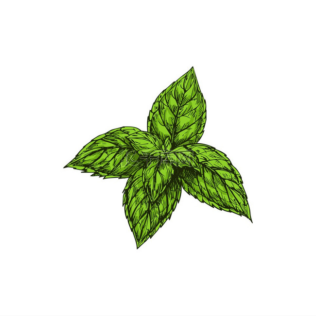 绿色薄荷素描孤立的烹饪草本植物