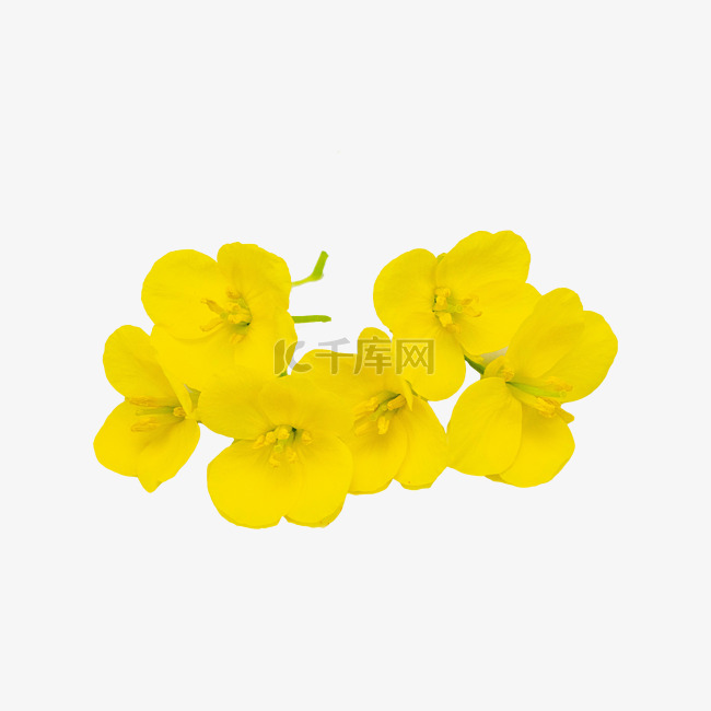 黄色油菜花小花