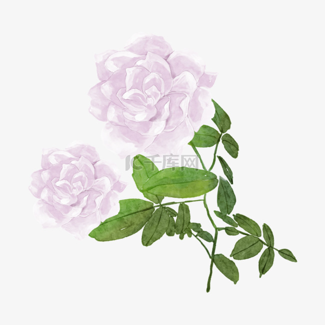 白玫瑰植物花卉白色婚礼