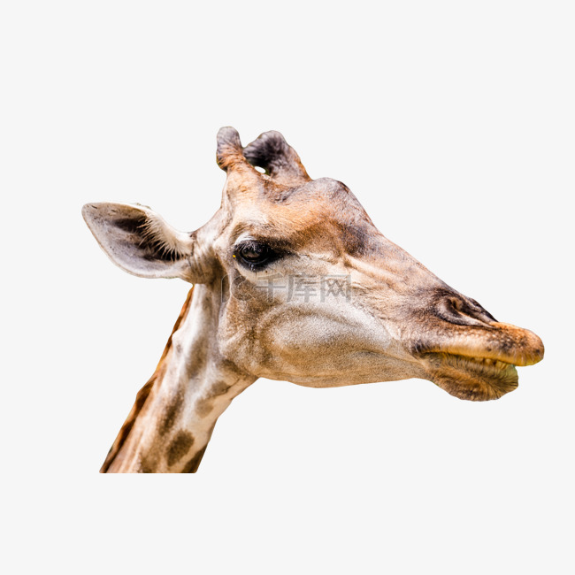 野生动物长颈鹿头部特写