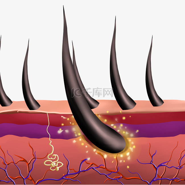 美发护发头发毛囊剖面图