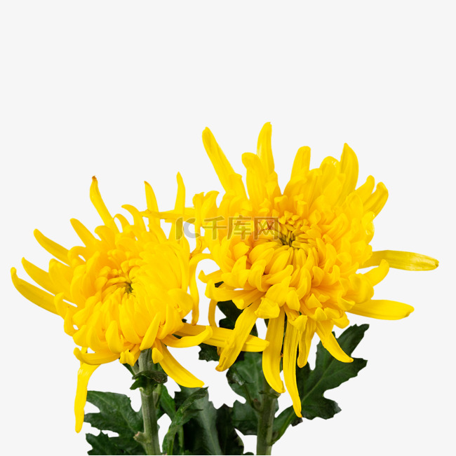 清明节文明祭扫黄色菊花