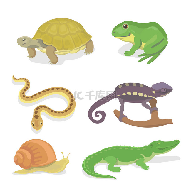 爬行动物和两栖动物装饰套鳄鱼龟