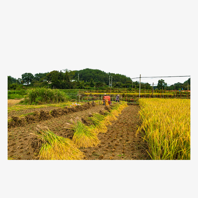 乡村村姑秋天稻子风景