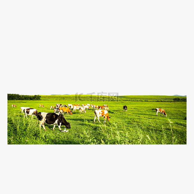 室韦草原上老牛动物吃草