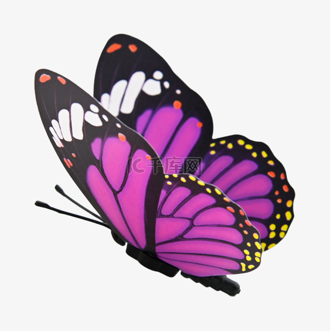 蝴蝶紫色昆虫