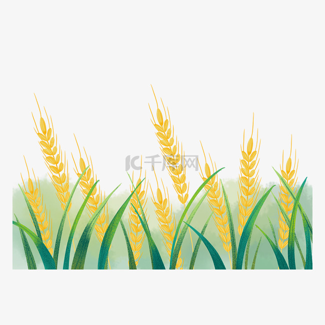 芒种节气小麦麦穗