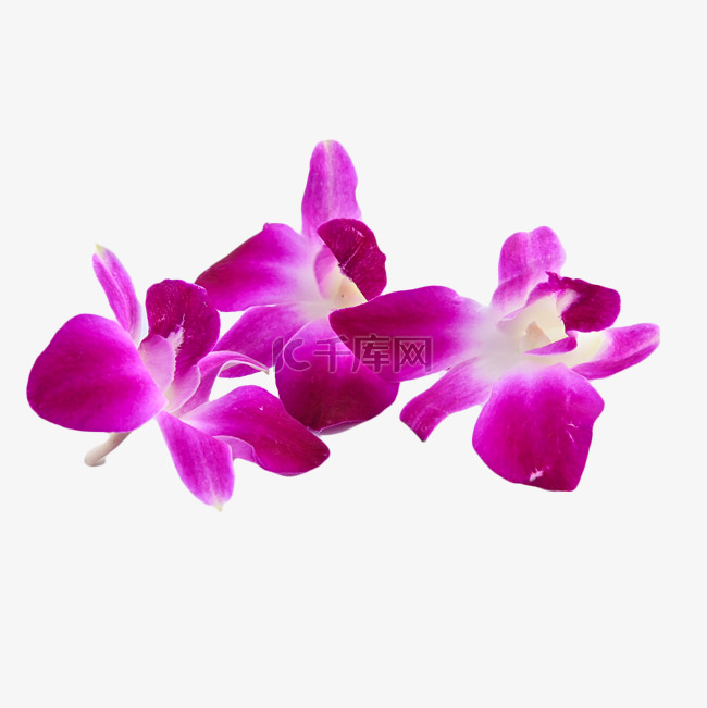 紫洋兰颜色花卉植物