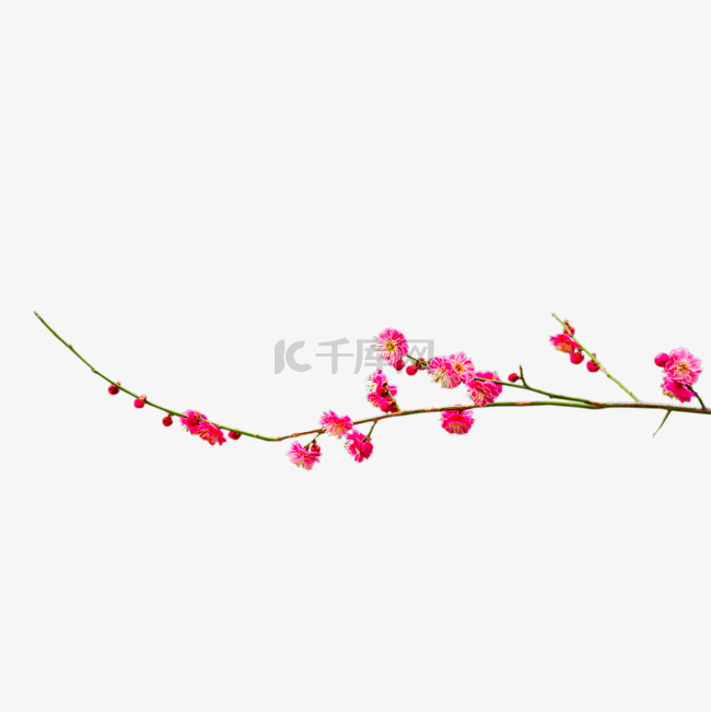 盛开的粉色梅花花枝