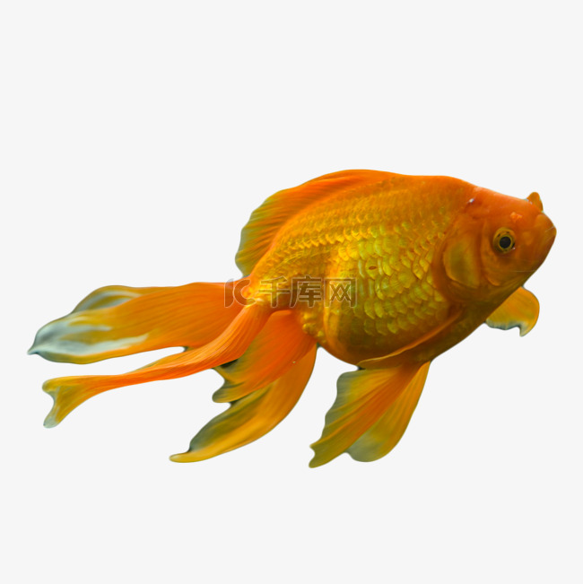 金鱼鱼缸美丽动物