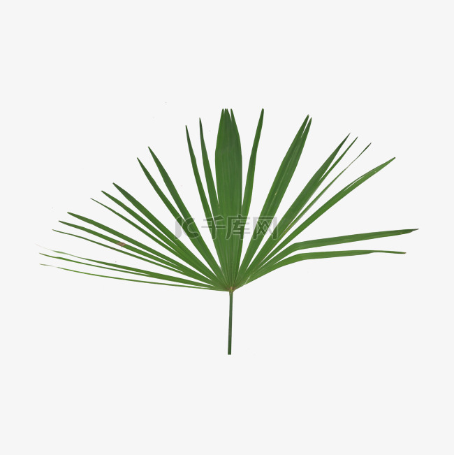 矮棕榈叶植物圆扇形观赏绿色