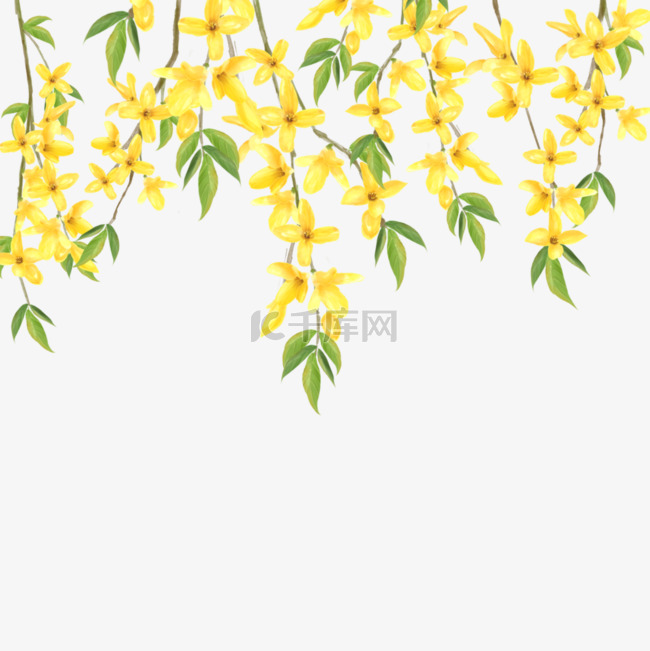 黄色连翘水彩花卉植物