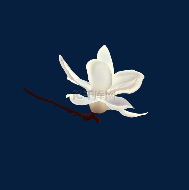 白玉兰花朵花枝