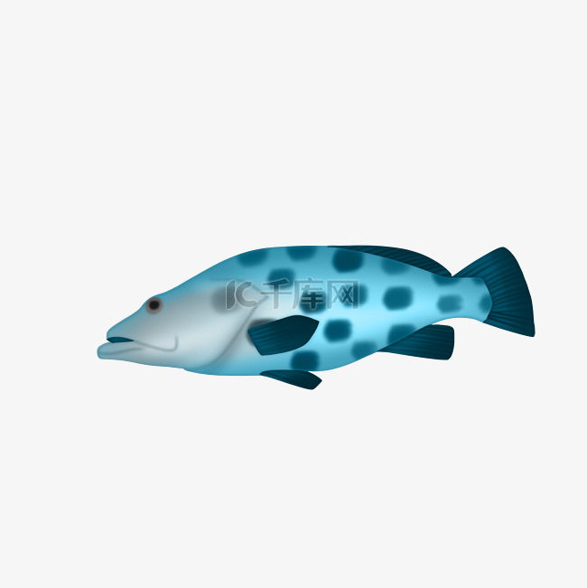 蓝色石斑鱼