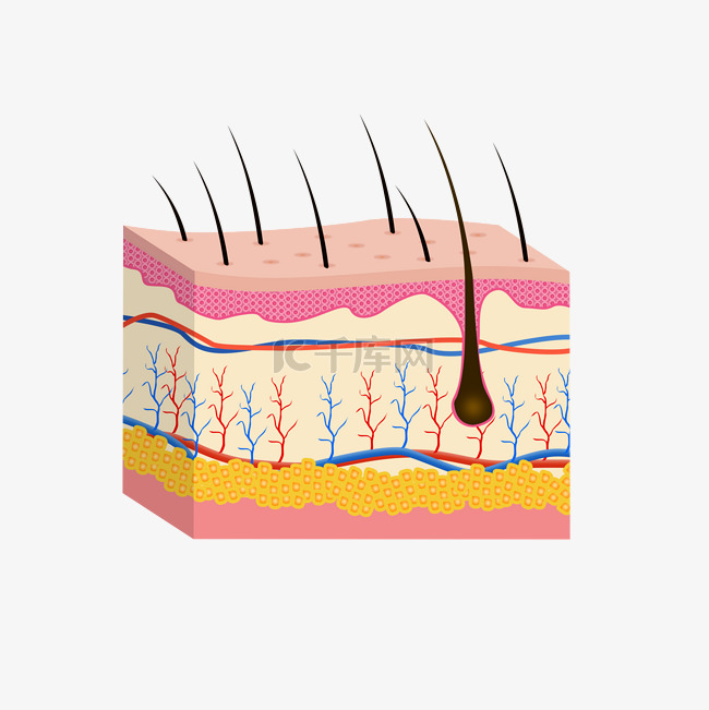 毛囊皮肤问题立体剖面图肌理结构