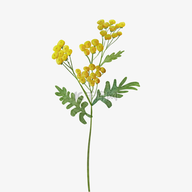 艾菊水彩黄色花朵植物