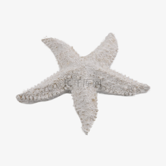 海星白色甲壳动物