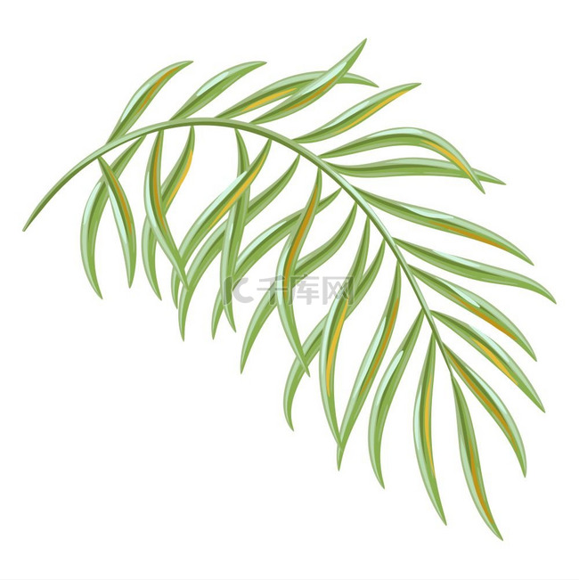热带椰子棕榈叶的插图。