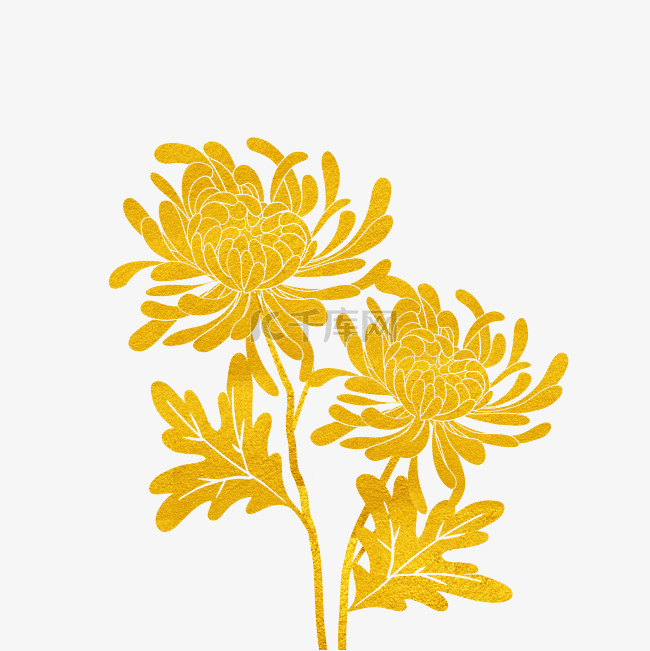 重阳重阳节植物菊花
