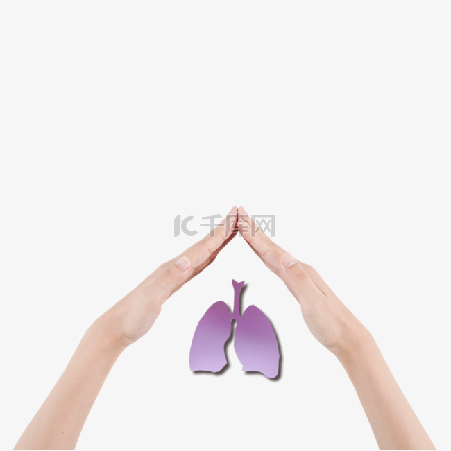 人类肺脏保护内脏