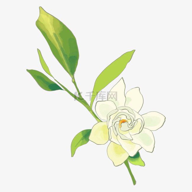 白色植物栀子花花卉