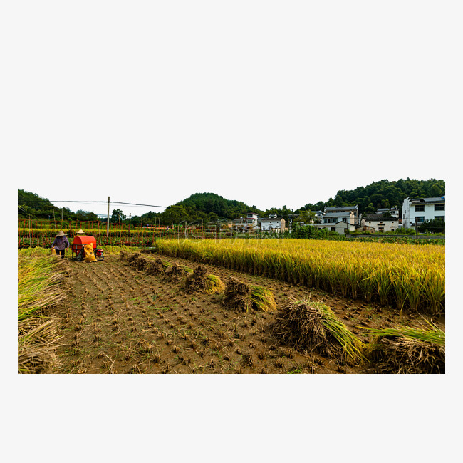 乡村村姑收获秋天稻子风景